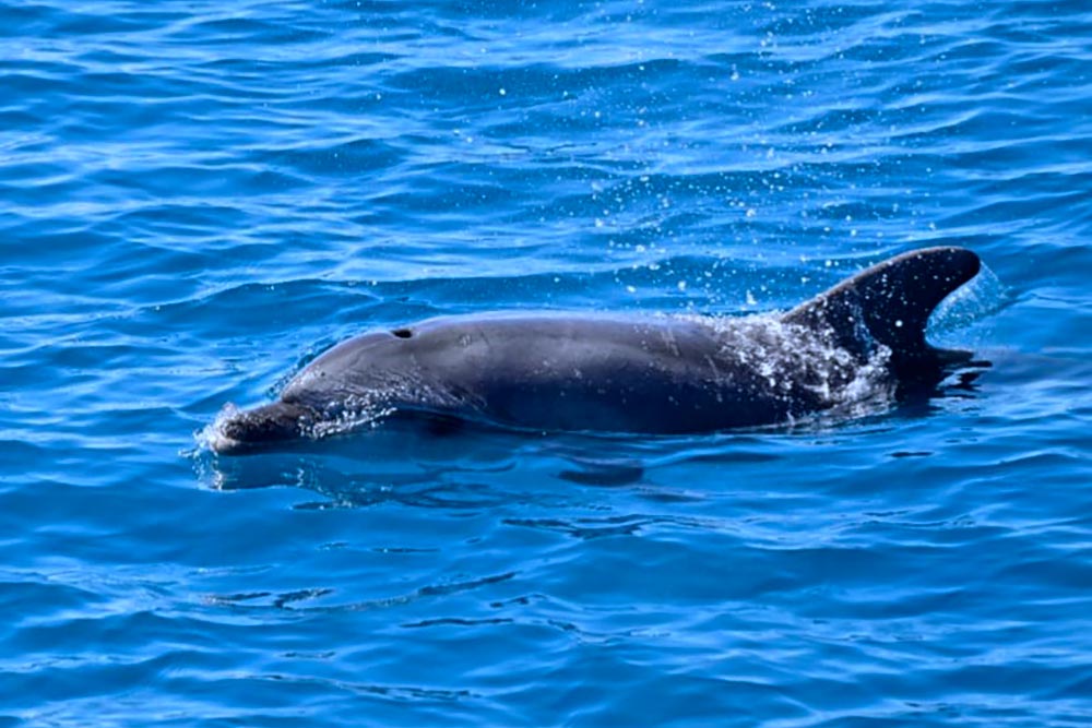 Delfini all'Elba